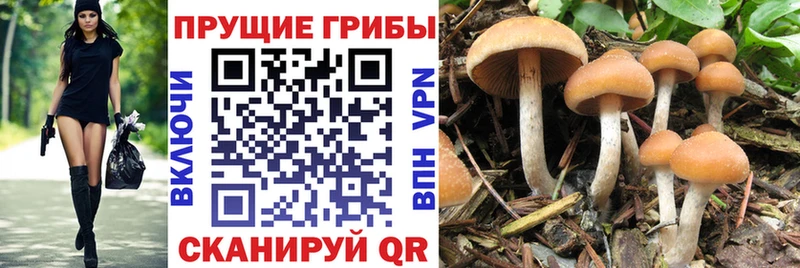 Псилоцибиновые грибы Psilocybe  Мыски 